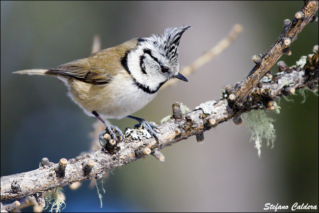 Cincia dal Ciuffo - Lophophanes cristatus