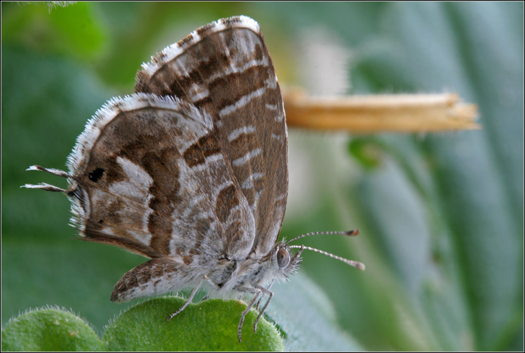 Cacyreus marshalli
