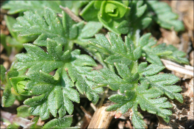 Da determinare...- Erodium sp.