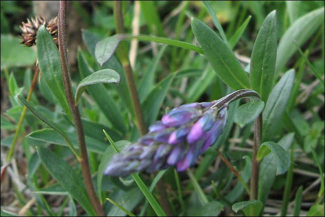 Da determinare - Polygala sp.