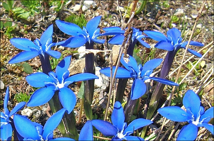Gentiana bavarica / Genziana della Baviera