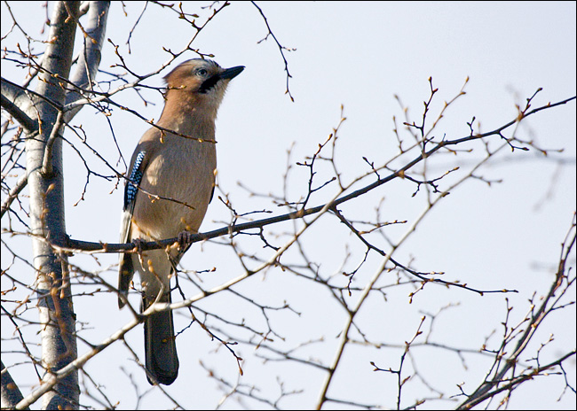 Ghiandaia - Garrulus glandarius