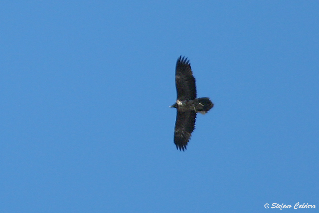 Gipeto - Gypaetus barbatus, in cattivit e in natura