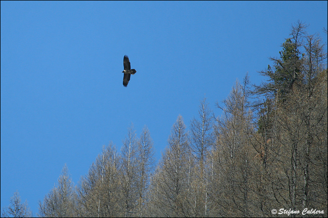 Gipeto - Gypaetus barbatus, in cattivit e in natura