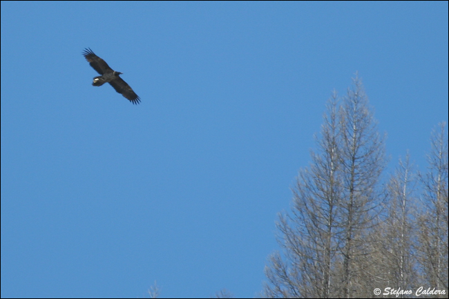 Gipeto - Gypaetus barbatus, in cattivit e in natura