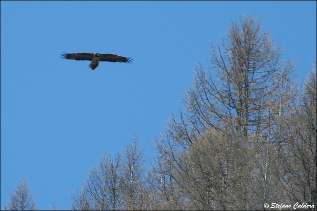 Gipeto - Gypaetus barbatus, in cattivit e in natura