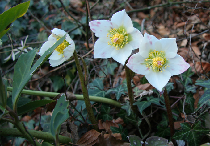 Fioriture invernali (Helleborus niger)