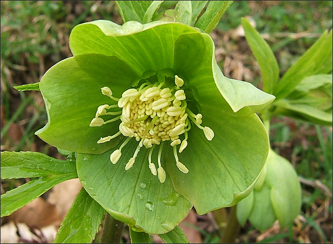 Helleborus viridis / Elleboro verde