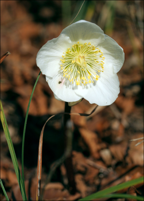Fioriture invernali (Helleborus niger)
