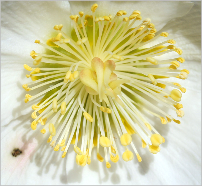 Fioriture invernali (Helleborus niger)