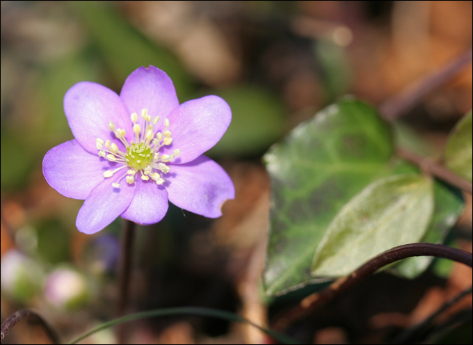 Hepatica nobilis / Erba trinit, anemone fegatella, ecc.