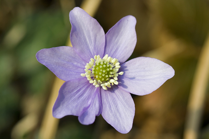 Hepatica nobilis / Erba trinit
