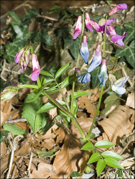 Lathyrus vernus /  Cicerchia primaticcia