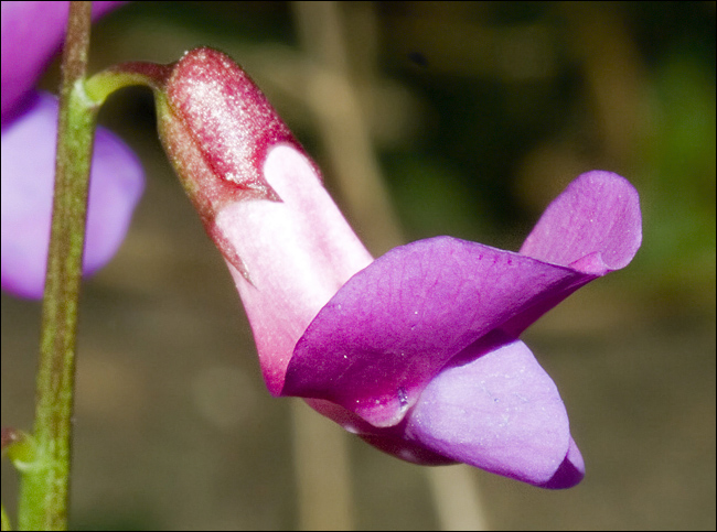 Lathyrus vernus /  Cicerchia primaticcia
