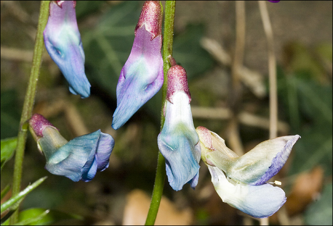 Lathyrus vernus /  Cicerchia primaticcia