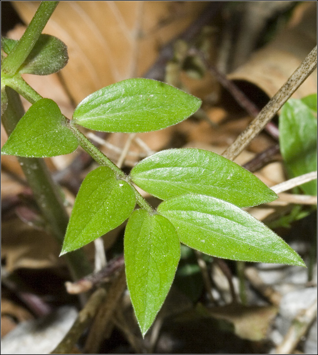 Lathyrus vernus /  Cicerchia primaticcia