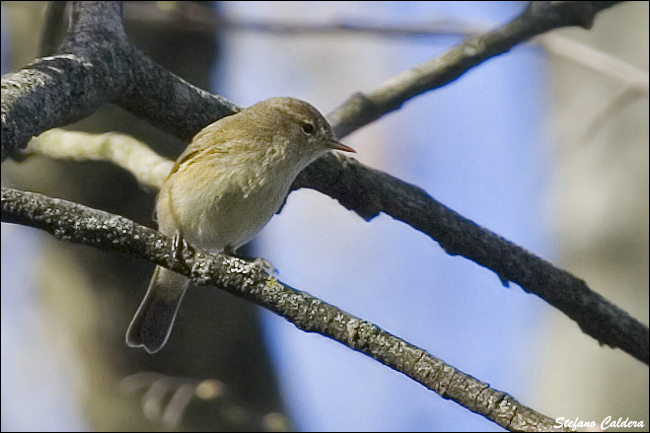 Lu piccolo - Phylloscopus collybita