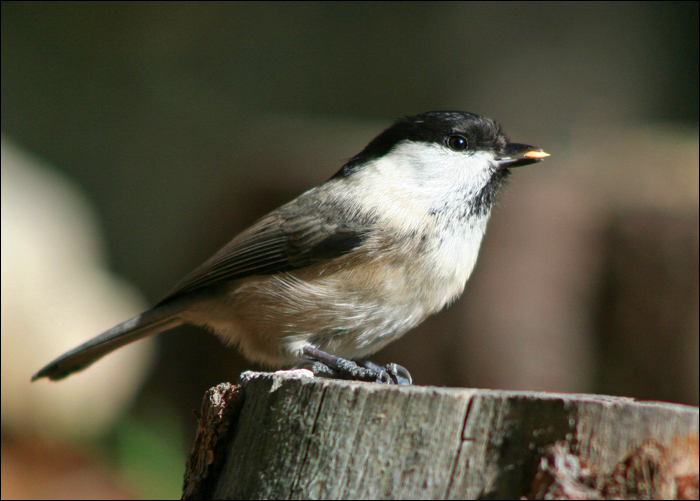 Cincia mora e Cincia bigia alpestre