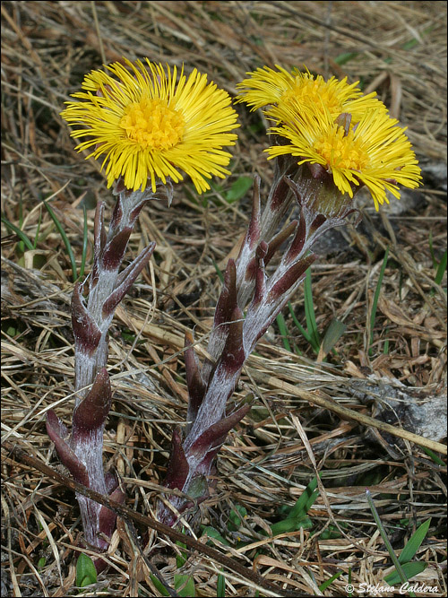 Tussilago farfara / Tossilaggine comune