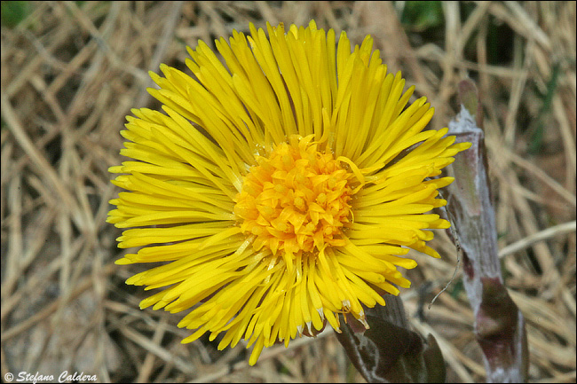 Tussilago farfara / Tossilaggine comune