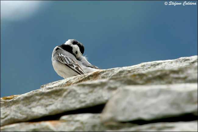 La ballerina si prepara - Motacilla alba