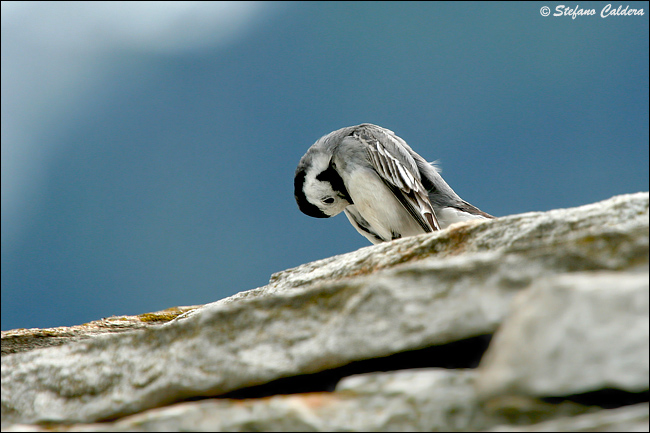 La ballerina si prepara - Motacilla alba