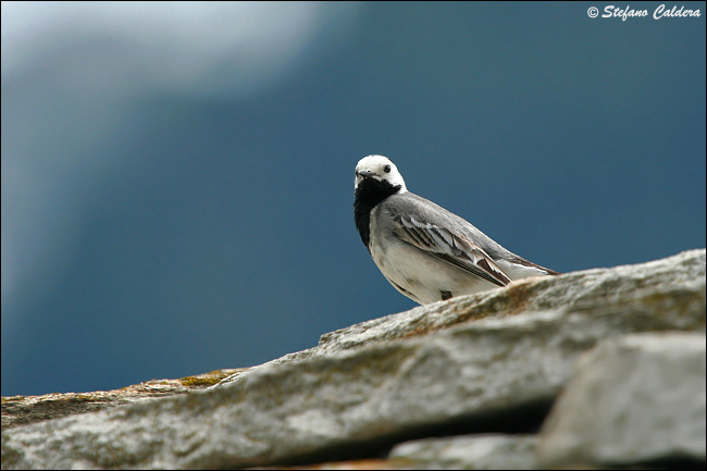 La ballerina si prepara - Motacilla alba