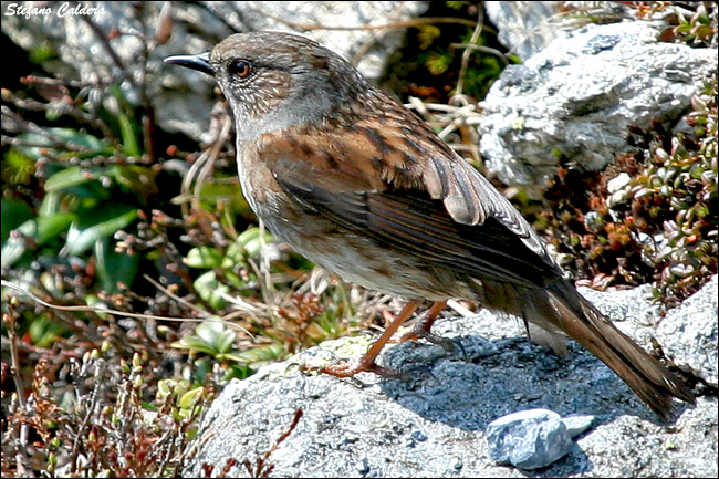 Passera scopaiola, Prunella modularis