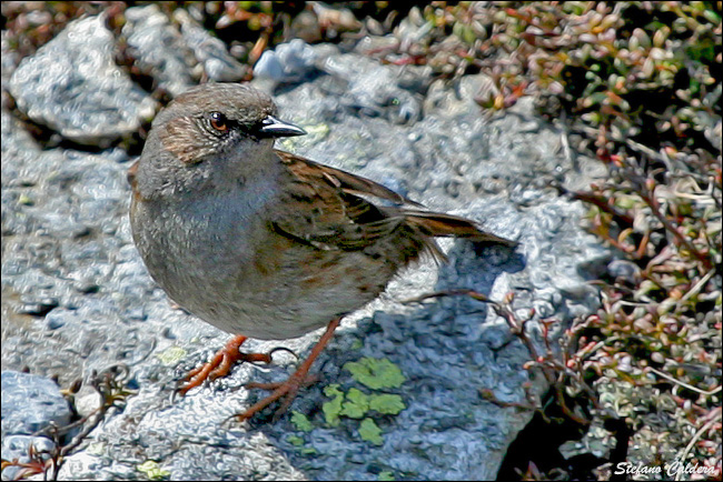 Passera scopaiola, Prunella modularis