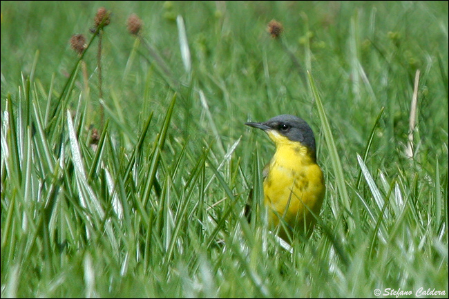 Cutrettola capocenerino - Motacilla flava cinereocapilla