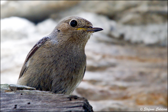 Codirosso spazzacamino (Phoenicurus ochruros).