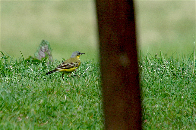 Cutrettola capocenerino - Motacilla flava cinereocapilla