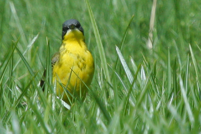 Cutrettola capocenerino - Motacilla flava cinereocapilla