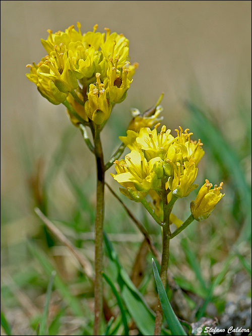 Draba aizoides / Draba aizoide, Draba gialla