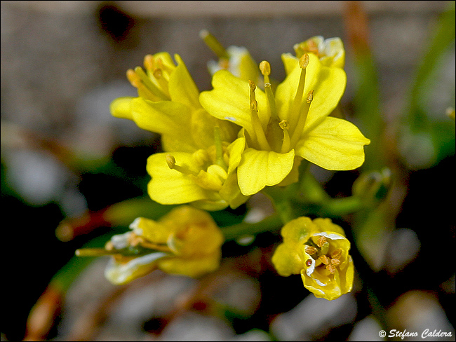 Draba aizoides / Draba aizoide, Draba gialla