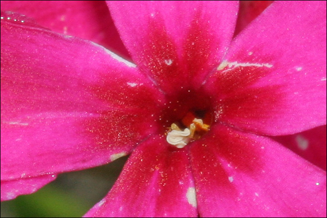 Aiuto determinazione - Phlox sp.