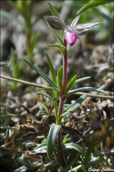 Aiuto determinazione - Phlox sp.