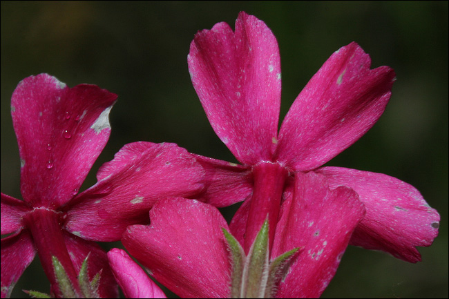 Aiuto determinazione - Phlox sp.