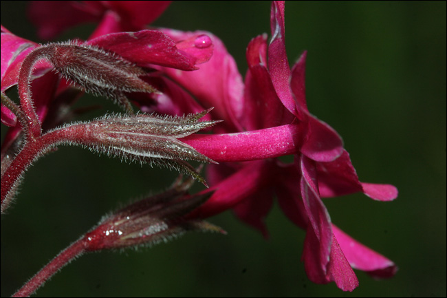 Aiuto determinazione - Phlox sp.