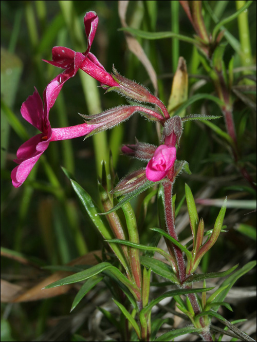Aiuto determinazione - Phlox sp.