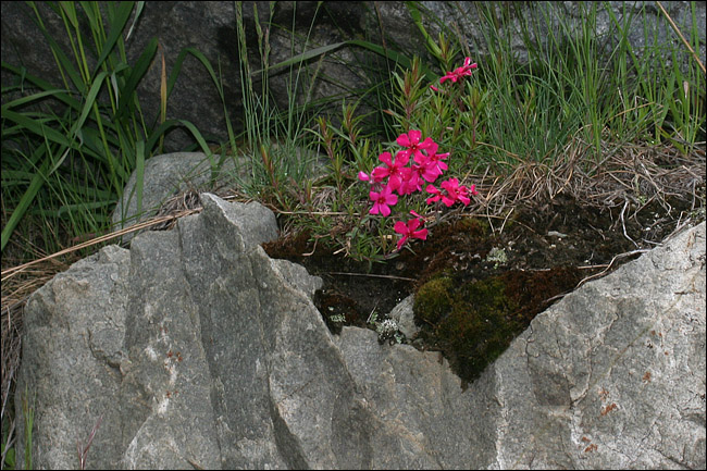 Aiuto determinazione - Phlox sp.