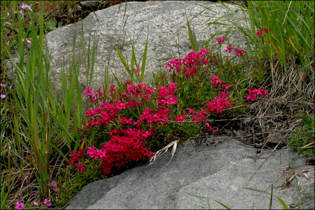 Aiuto determinazione - Phlox sp.