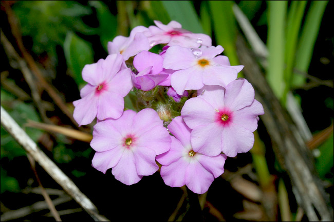 Aiuto determinazione - Phlox sp.