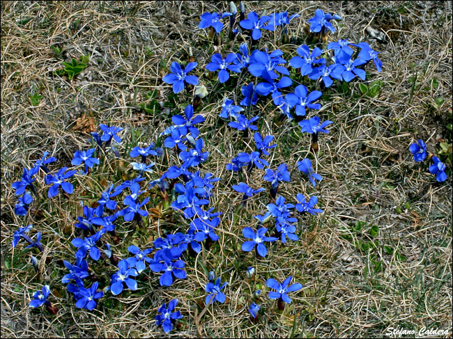 Gentiana verna / Genziana primaticcia