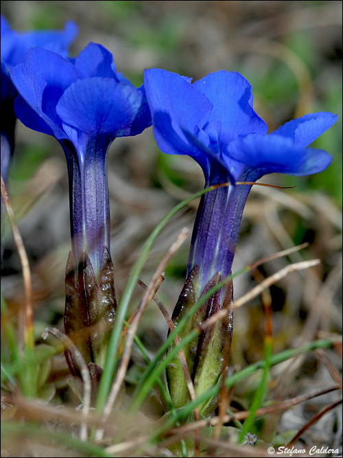 Gentiana verna / Genziana primaticcia