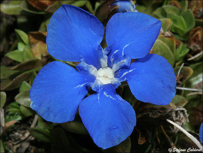 Gentiana verna / Genziana primaticcia