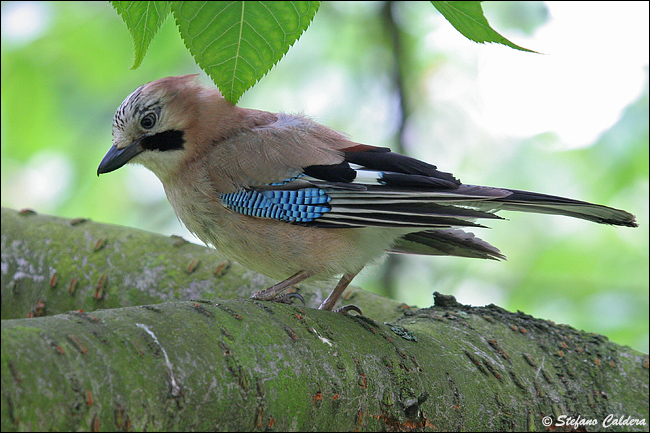 Ghiandaia - Garrulus glandarius