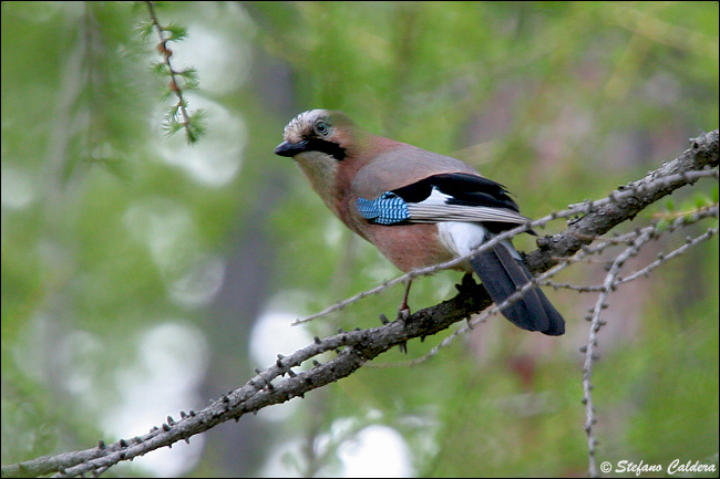 Ghiandaia - Garrulus glandarius