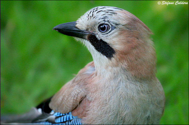 Ghiandaia - Garrulus glandarius