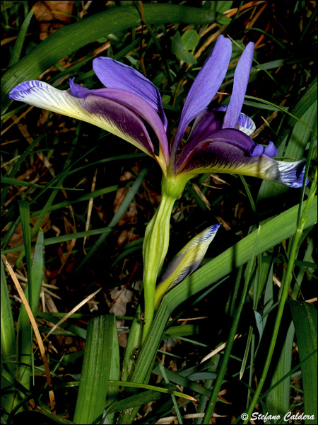 Iris graminea / Giaggiolo susino, G. susinario